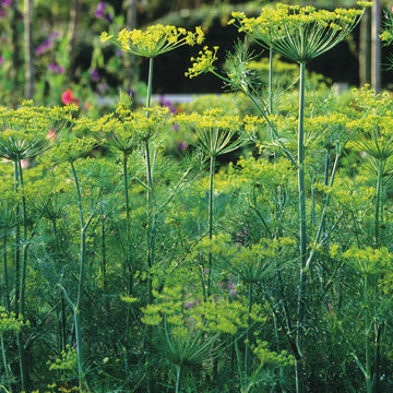 Healthy green dill plants growing in a sunny garden bed.
