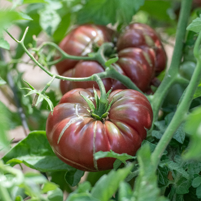 Purple Calabash Vegetable Seeds for Planting heirloom & Non-GMO Seeds