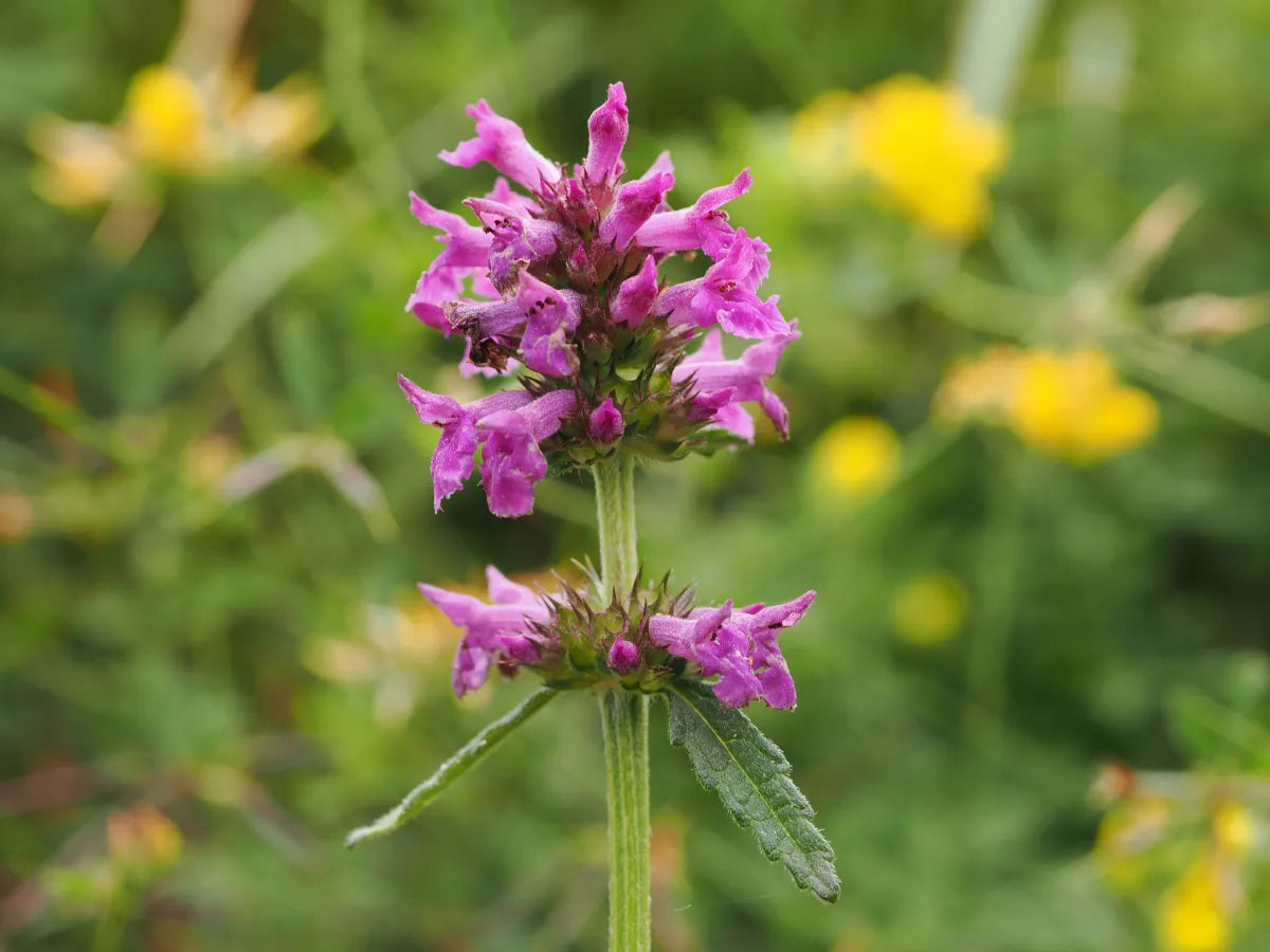 Healthy Wood Betony herb growing in a garden bed