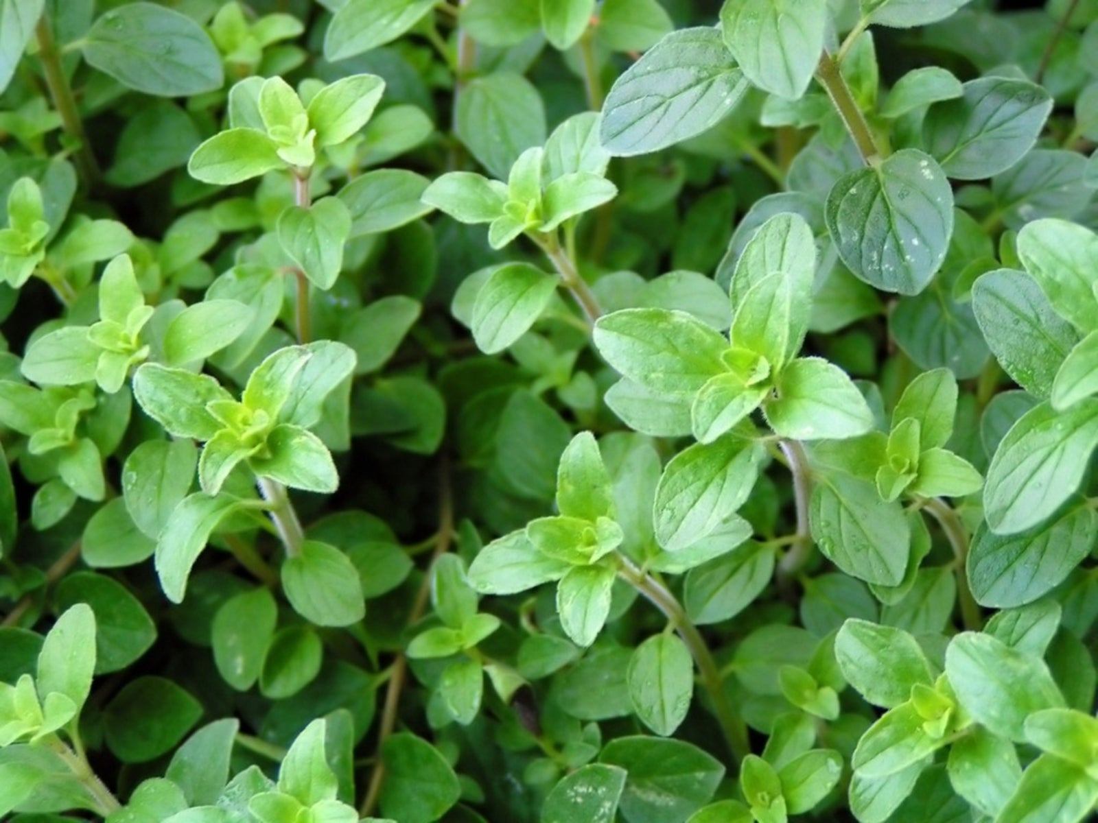 Healthy Greek oregano plants growing in a sunny herb garden.
