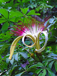 Pachira plant seeds for planting in indoor containers and home gardens.