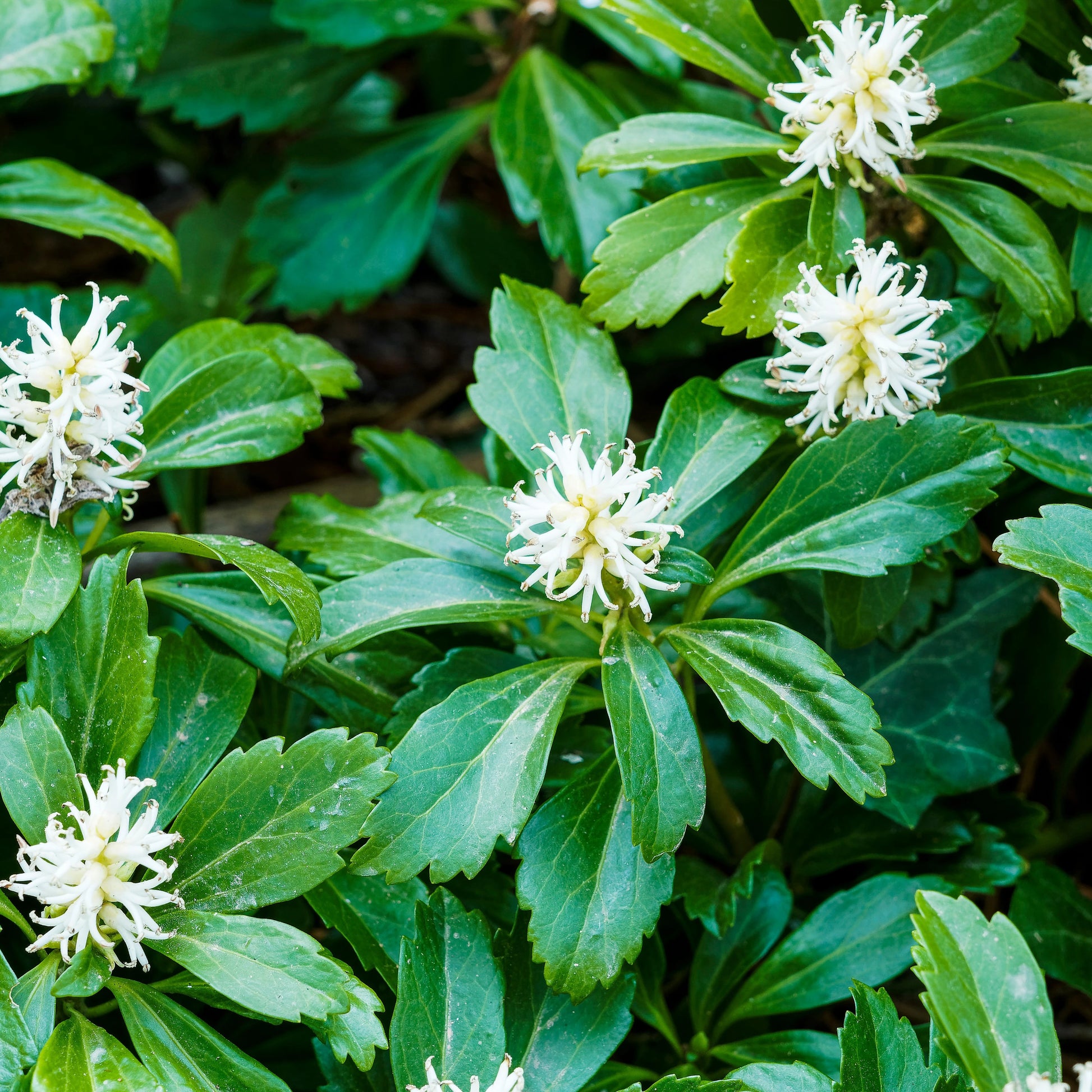 Heirloom Pachysandra seeds suitable for woodland gardens and borders.