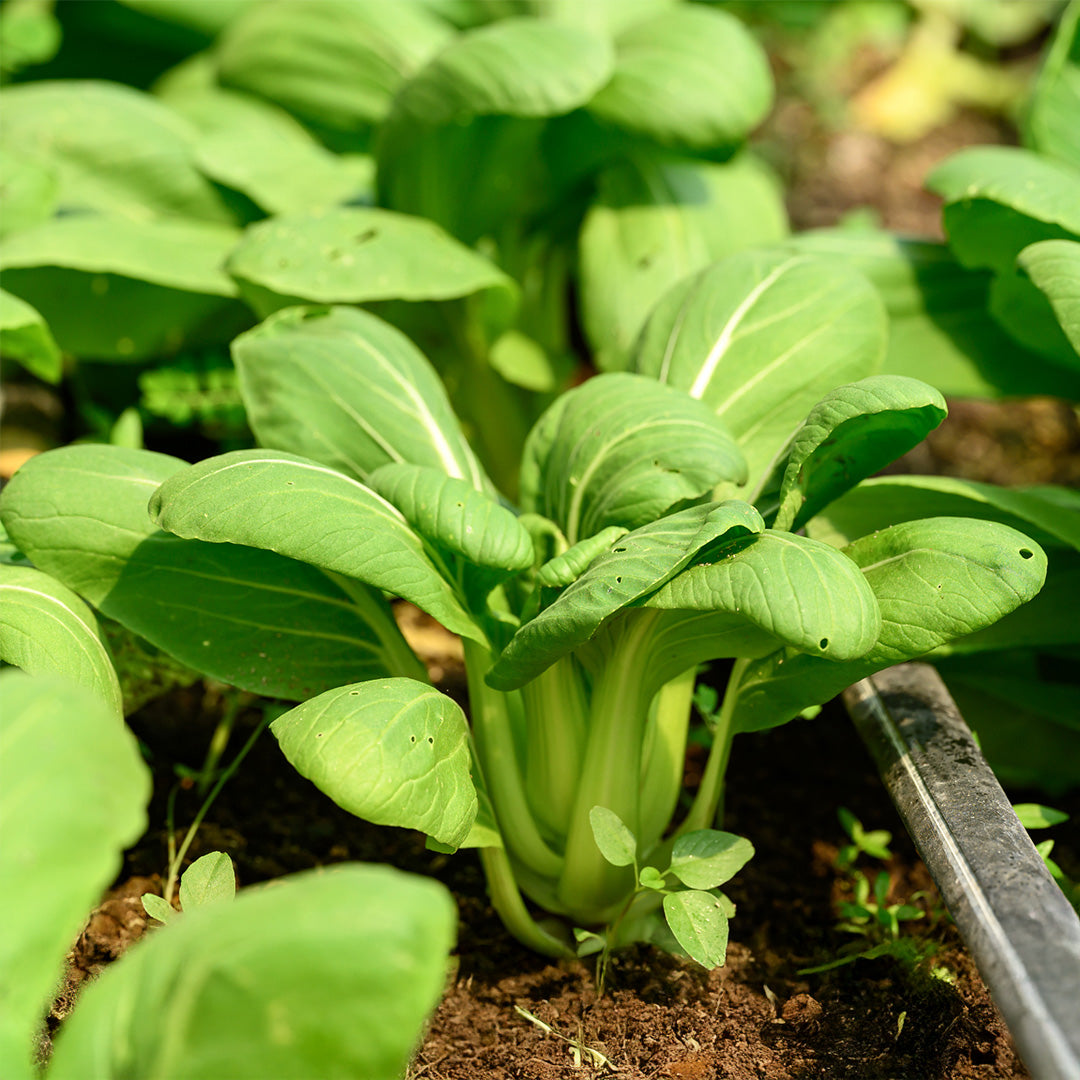 Pak Choi White Stem seed packet for growing fresh leafy vegetables.