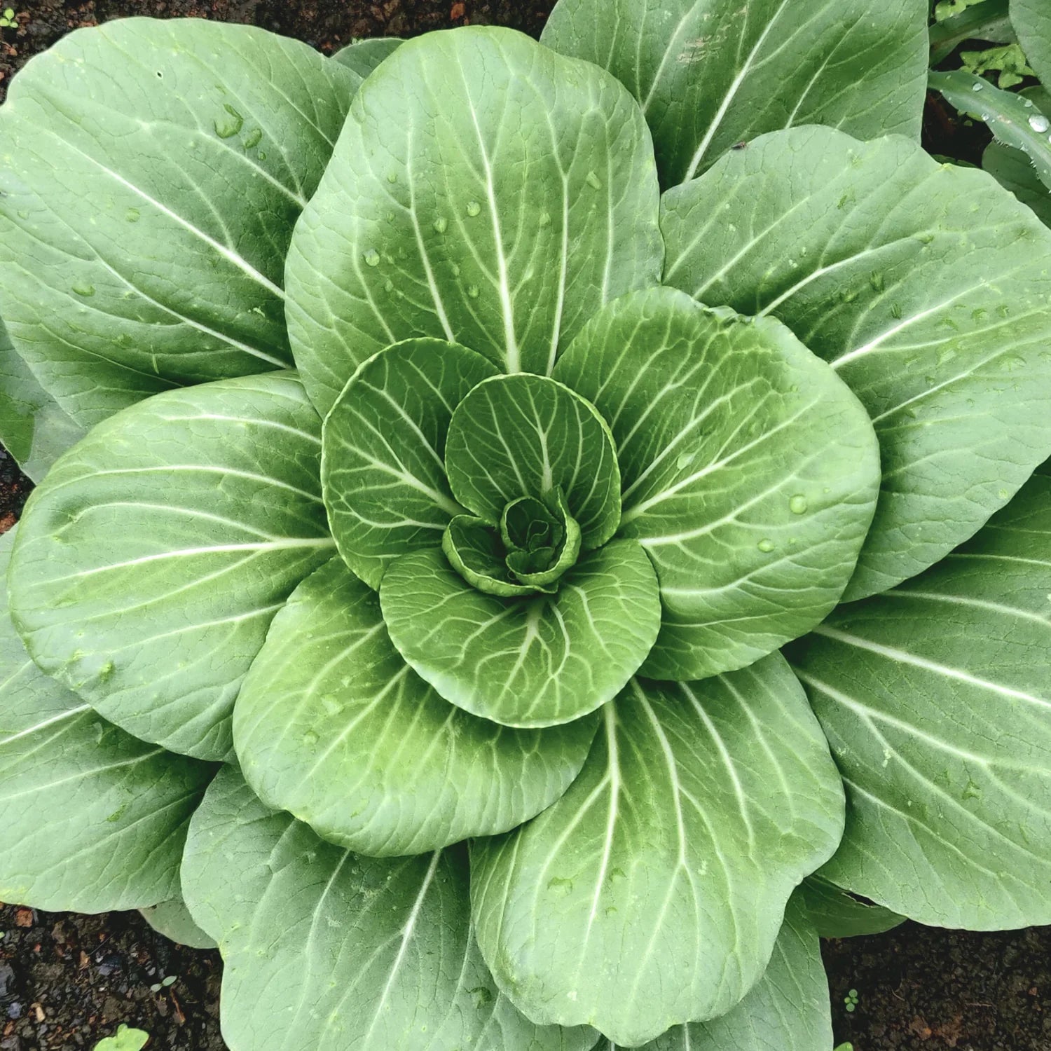 Pak Choi White Stem heirloom seeds for home vegetable gardens.