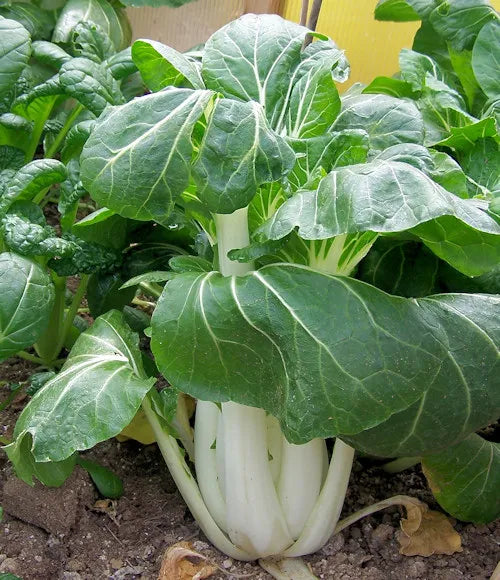 Dwarf Pak Choi Vegetable Seeds for Planting heirloom & Non-GMO Seeds