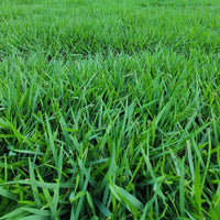 Zoysia Palisades Grass Seeds