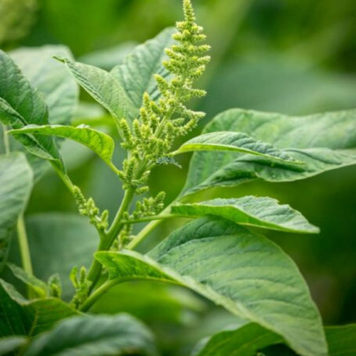 Palmer's Amaranth leafy green herb growing in a garden
