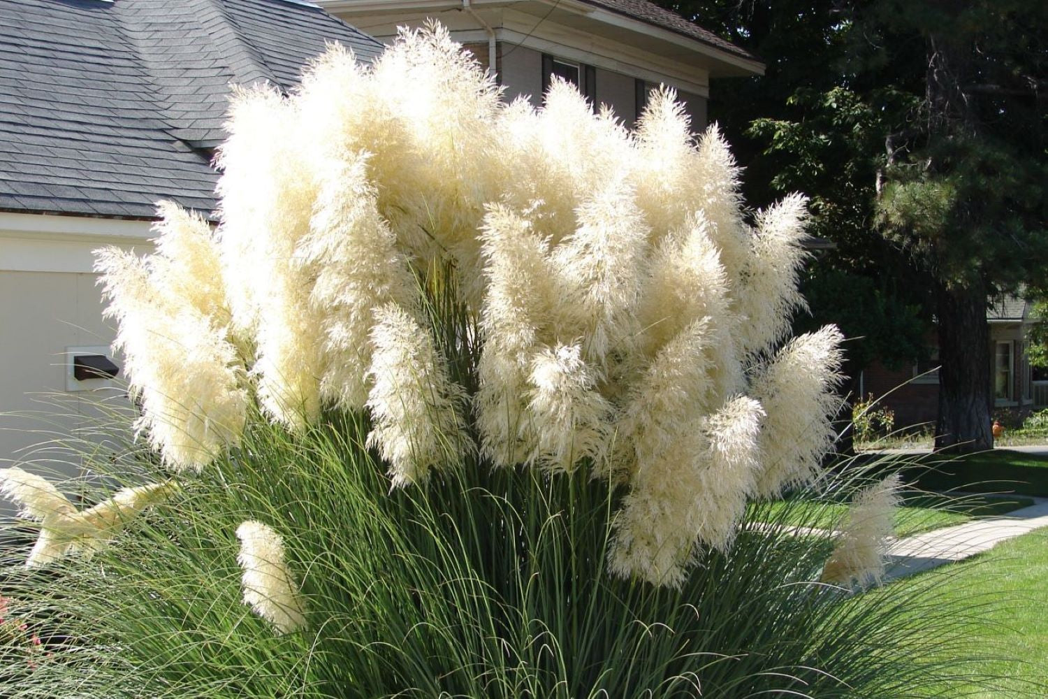Silver Pampas Grass Seed