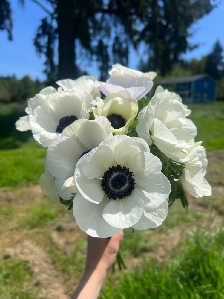 Anemone Flower Seeds for Planting, Heirloom, Non-GMO, 100 pcs for planting in home garden