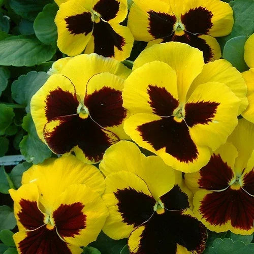 Pansy Flower Seeds – Heirloom Non-GMO Seeds for Colorful and Cool-Season Garden Planting