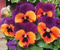 Orange Violet Pansy Flower Seeds for Planting - Non GMO seeds