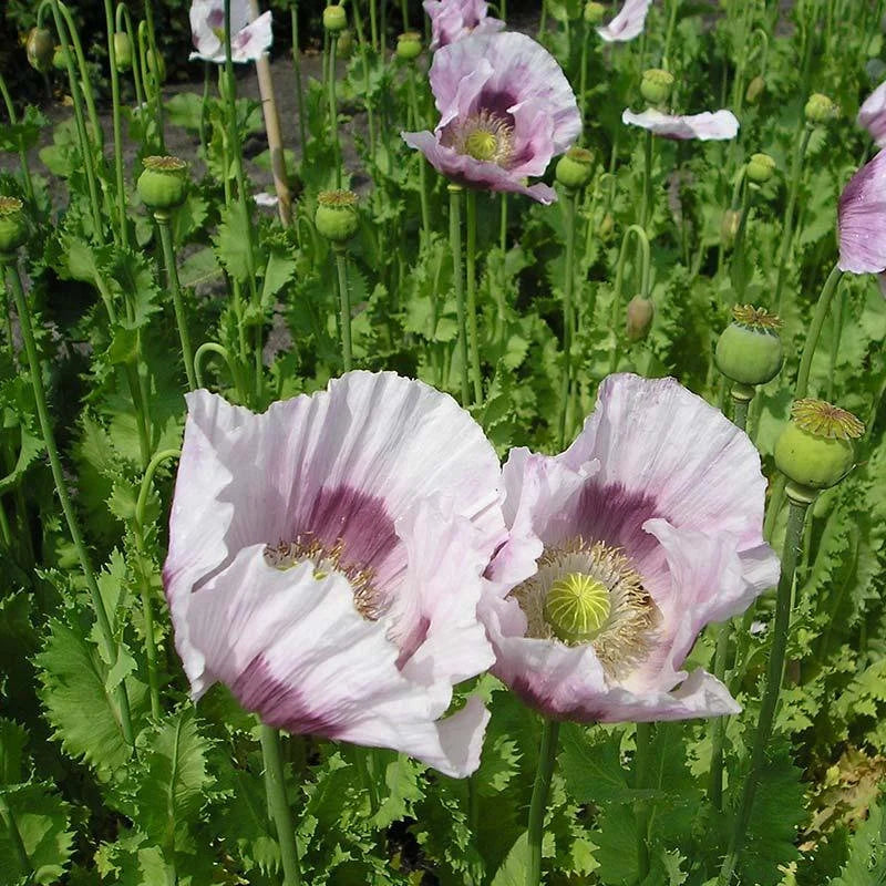 Papaver Maanzaad ornamental flowers growing in a cottage garden landscape.