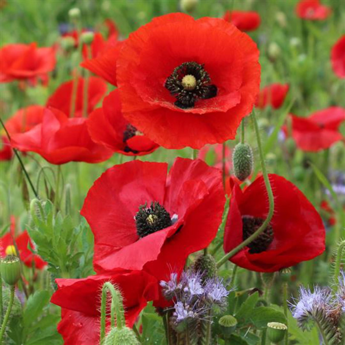 Papaver Rhoeas Red Common Field Poppy wildflower seeds for colorful meadow gardens