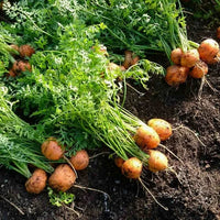 Parisian Carrot Seeds for Planting heirloom & Non-GMO Seeds