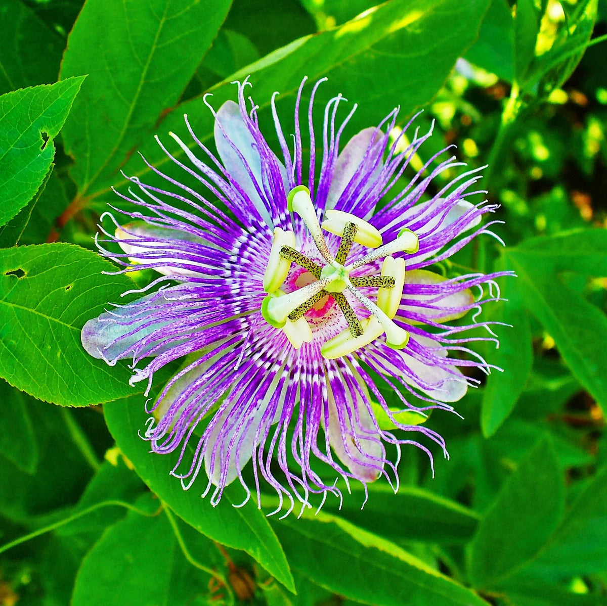 Purple Passionflower Seeds – Exotic Climbing Flowers for Garden Growing