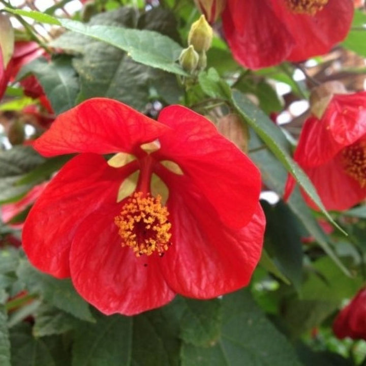 Yellow Red Abutilon Flower Seeds for Planting - 100 pcs