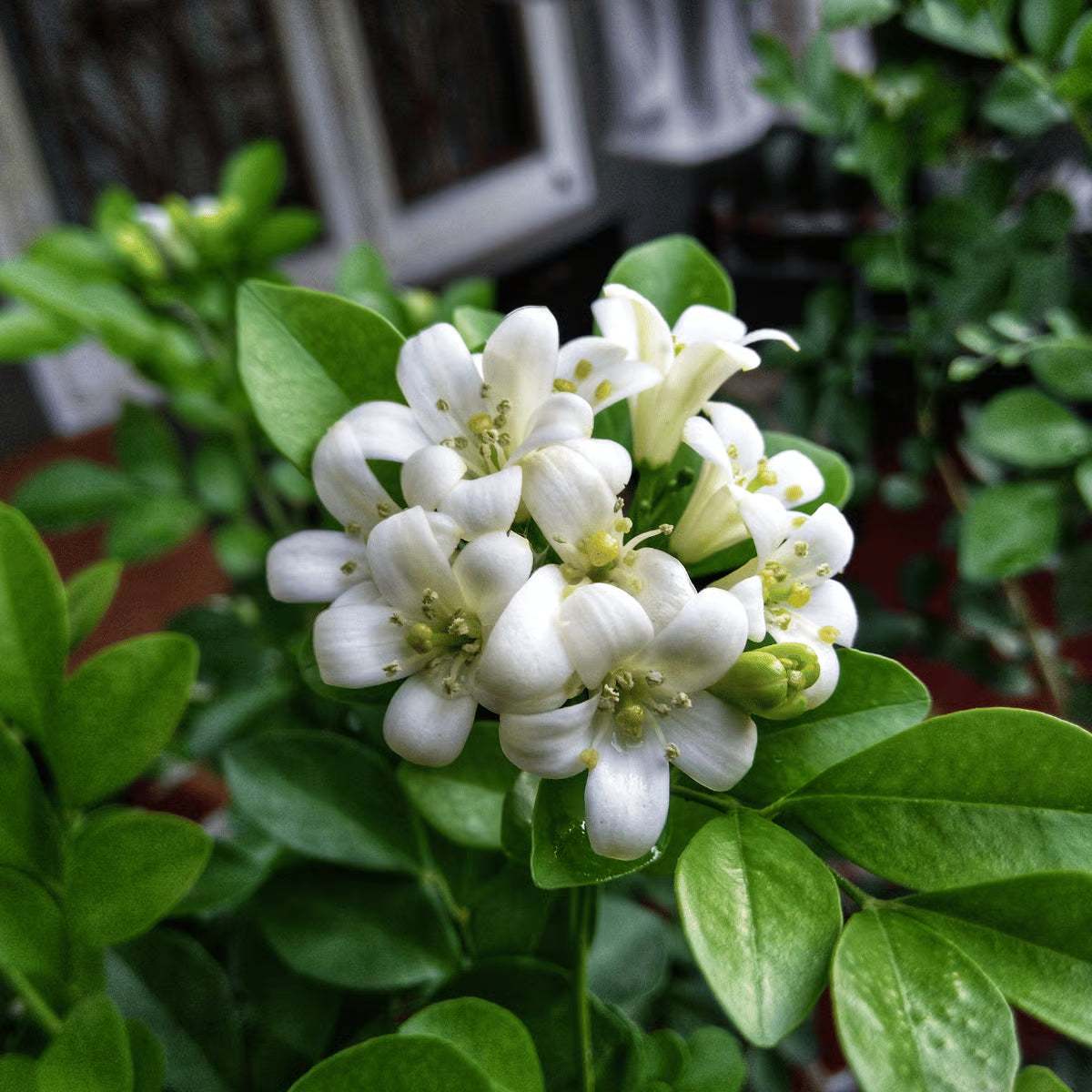 Heirloom Murraya Paniculata Flower Seeds, Non-GMO Fragrant Jasmine Blooms for Garden Planting