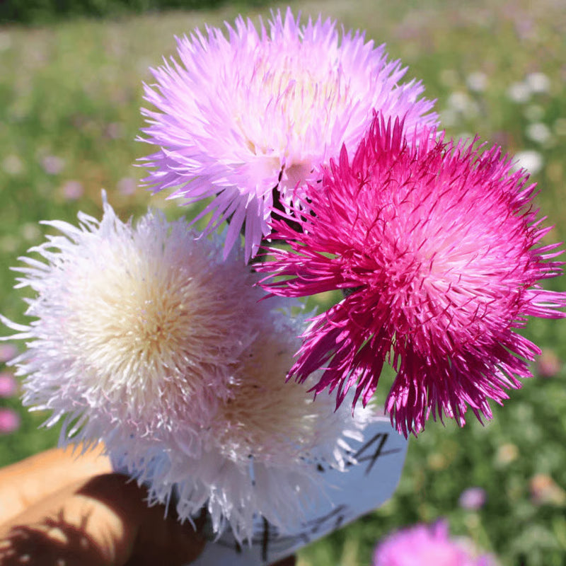 Heirloom Moschata Flower Seeds for Garden Planting, Non-GMO, Fragrant Blooming Variety