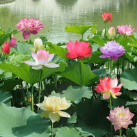 Mixed color open mouth bowl lotus seeds for water gardens