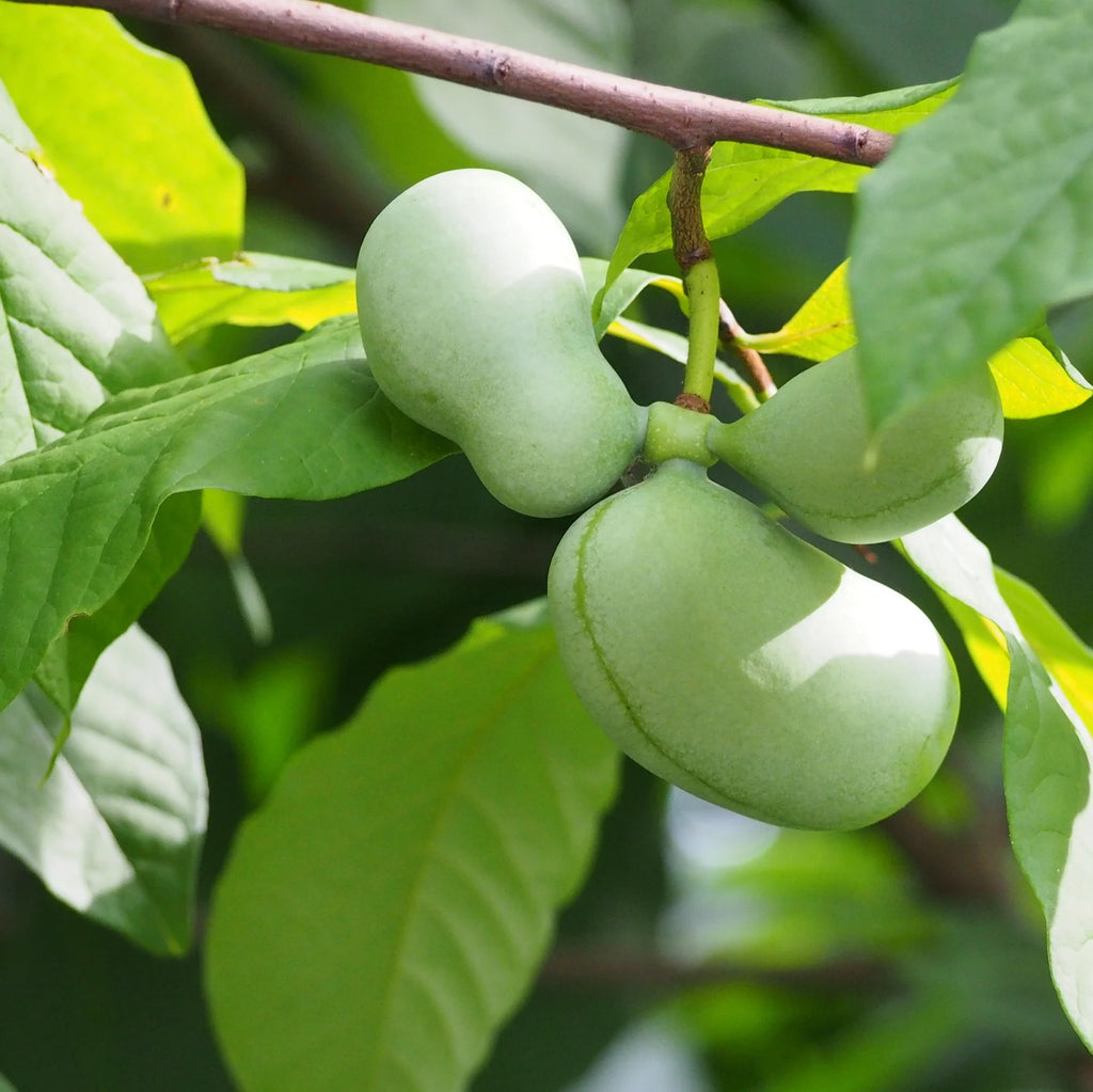 Young Asimina Triloba pawpaw tree with green foliage growing outdoors