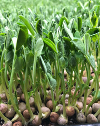 Fresh speckled pea sprouts growing in a sprouting tray.