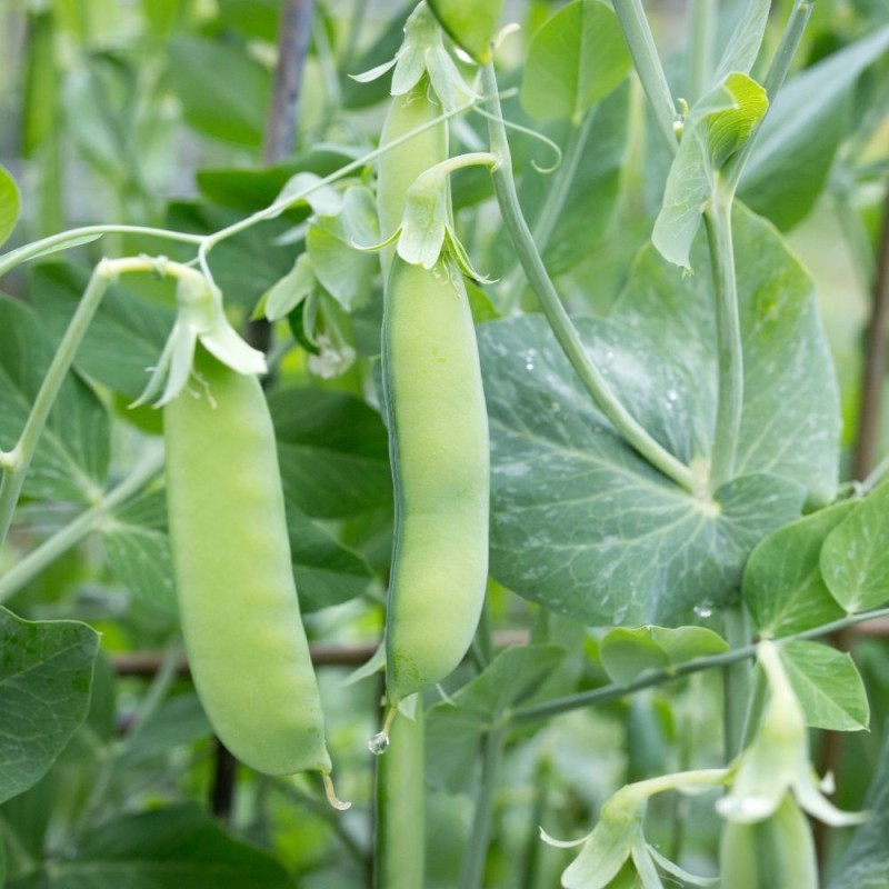 Sugar Ann Snap Pea Seeds for Planting heirloom & Non-GMO Seeds