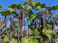 Purple Podded Pole Bean Seeds for Home Garden Planting | Heirloom Non-GMO