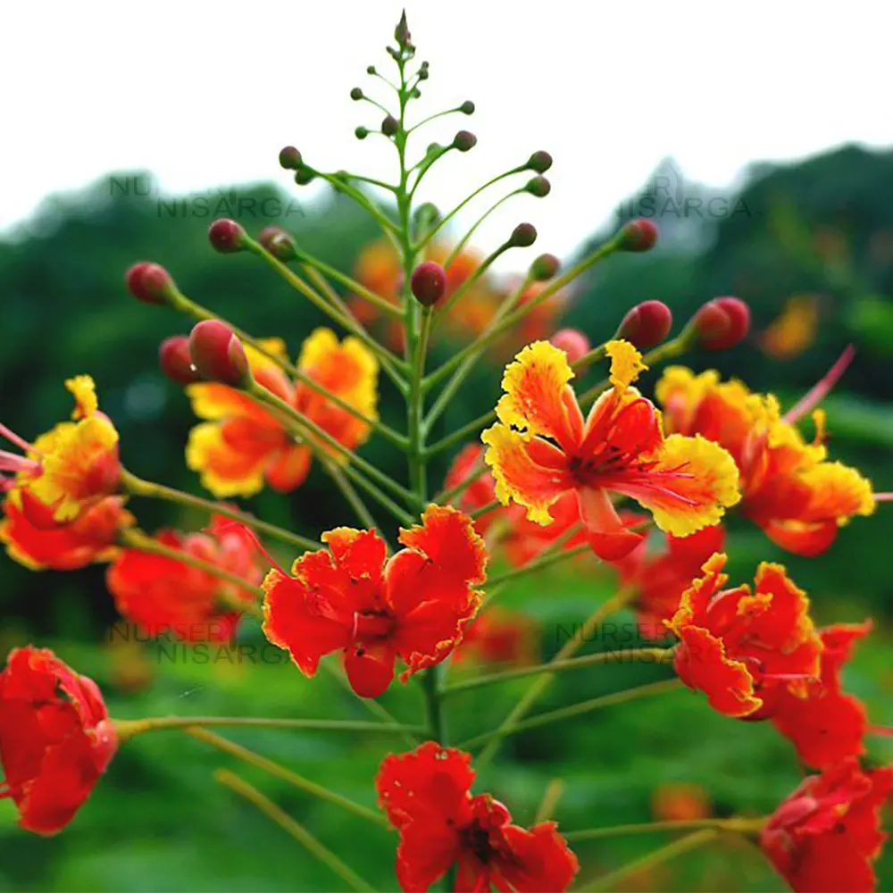 Caesalpinia Flower Seeds 100 pc for Planting 100 pcs - Flower for planting in home garden