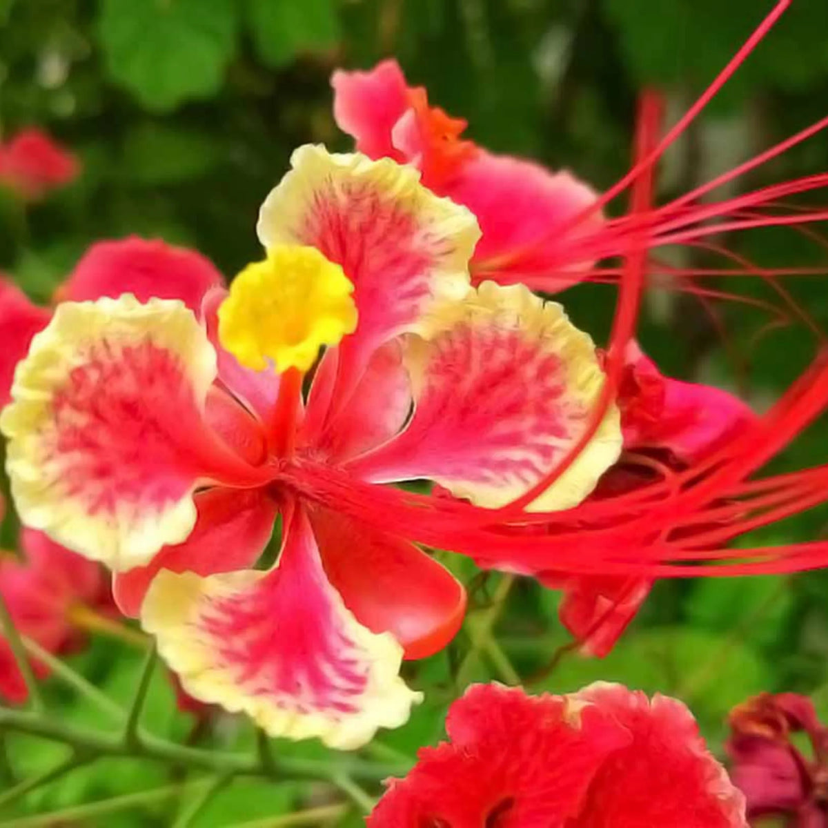 Caesalpinia Flower Seeds for Planting, Heirloom, Non-GMO, 100 pcs