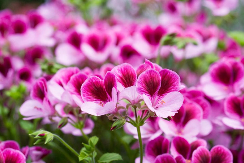 Heirloom Non-GMO Queling Geranium Flower Seeds for Planting – Unique Colorful Garden Blooms - Non-GMO for planting in home garden