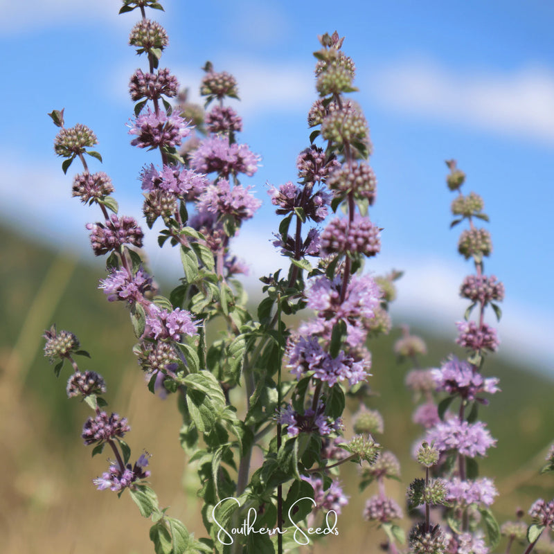 Pennyroyal Plant Seeds Heirloom Non GMO Planting - 100 pcs