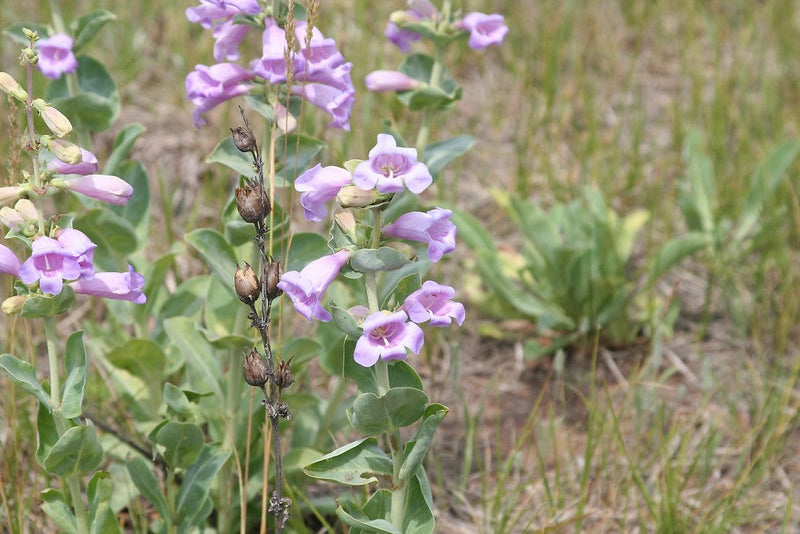 Heirloom Penstemon Grandiflorus Flower Seeds for Planting, Non-GMO - Penstemon for planting in home garden