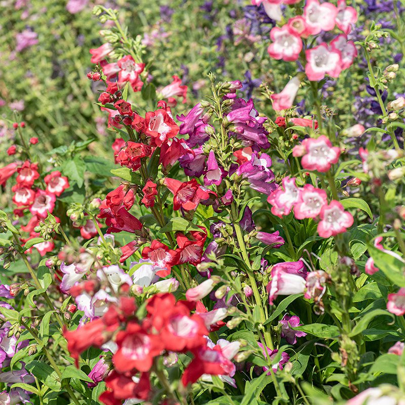 Heirloom (Heirloom scientific name) for planting in garden
