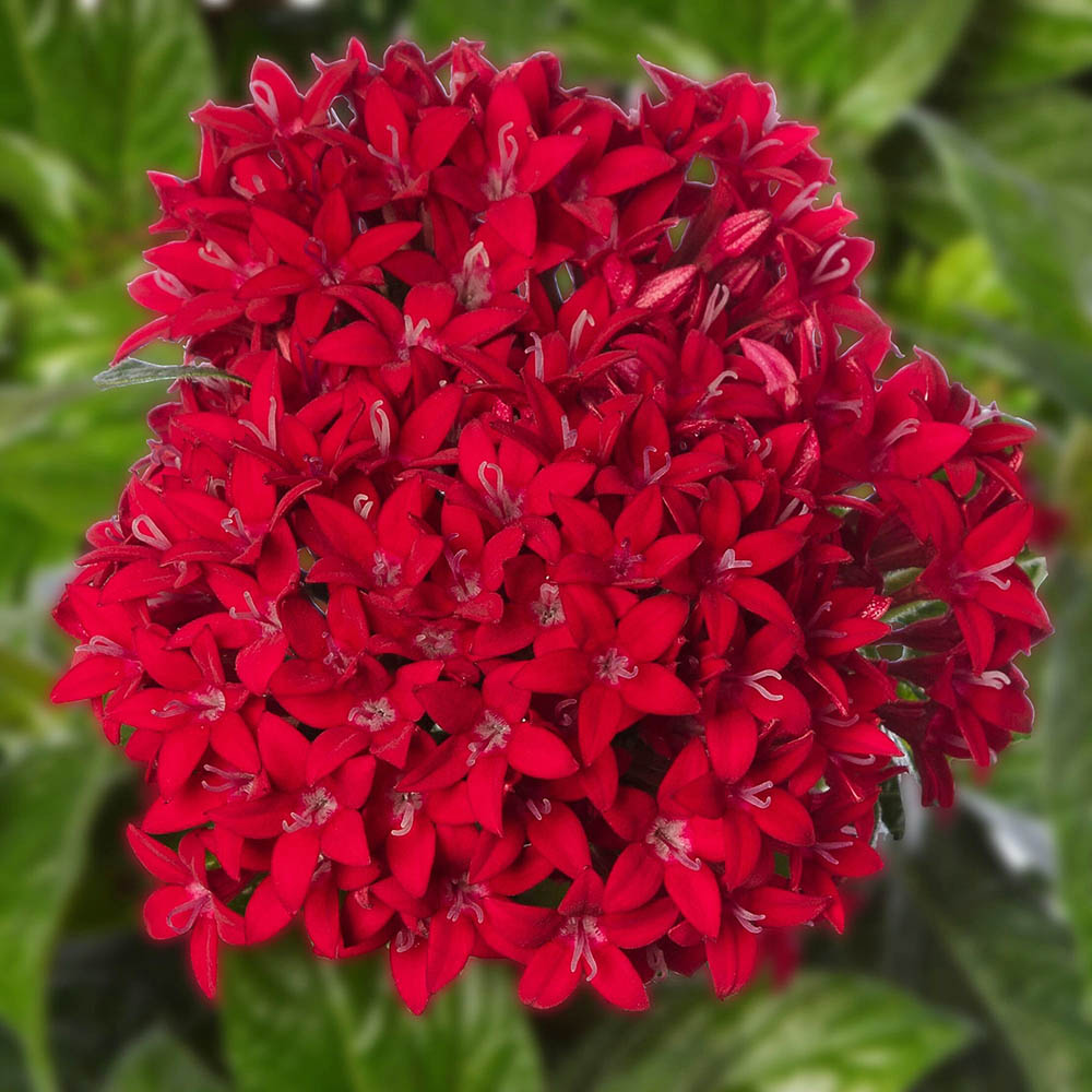 Pentas Lanceolata Flower Seeds – Heirloom Non-GMO Seeds for Pollinator-Friendly and Tropical Garden Planting