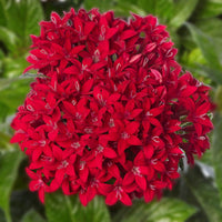 Pentas Lanceolata Flower Seeds – Heirloom Non-GMO Seeds for Pollinator-Friendly and Tropical Garden Planting