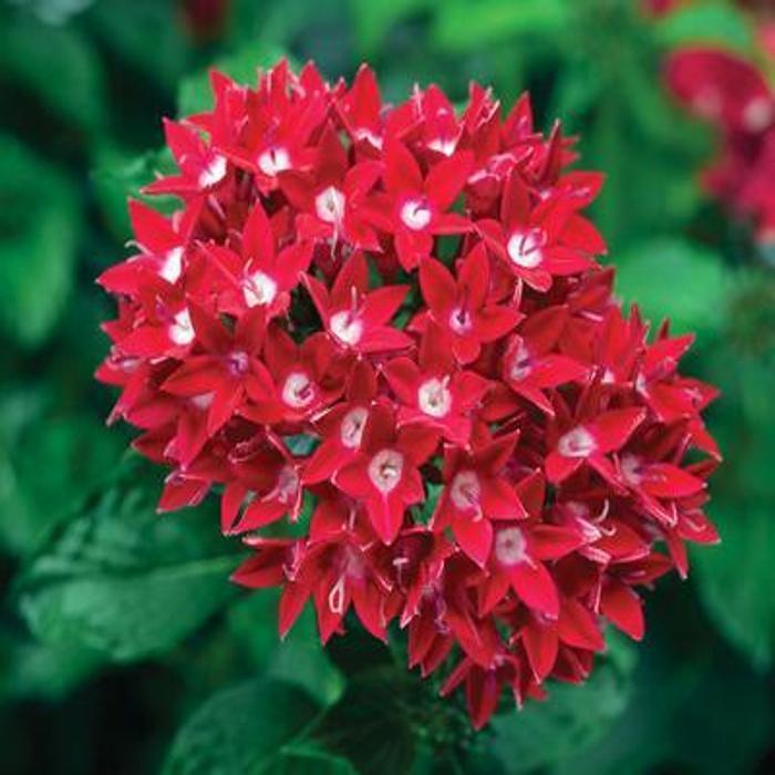 Pentas Lanceolata Flower Seeds – Heirloom Non-GMO Seeds for Pollinator-Friendly and Tropical Garden Planting