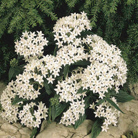 White Pentas Starla Flower Seeds for Planting - NON GMO Seeds