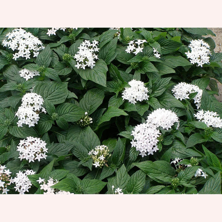 White Pentas Starla Flower Seeds for Planting - NON GMO Seeds