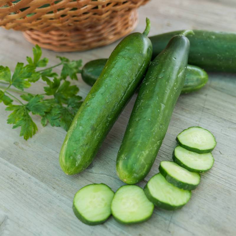 Mini La Diva Cucumber Cucumis sativus for planting in home garden