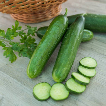 Mini La Diva Cucumber Cucumis sativus for planting in home garden