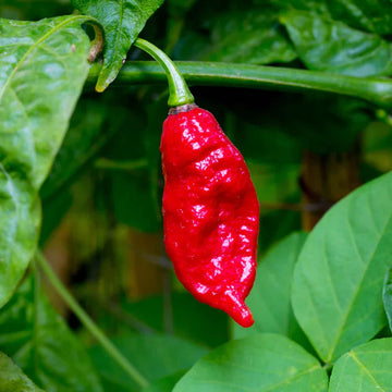 Ghost Pepper Capsicum chinense seeds for planting in urban garden
