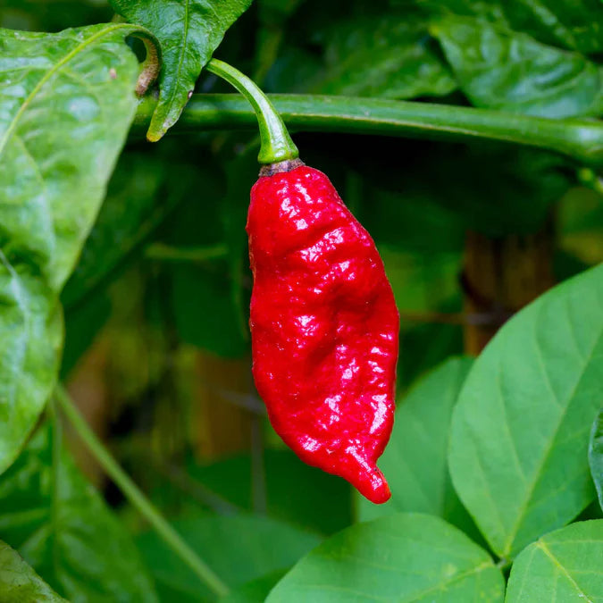Ghost Pepper Capsicum chinense seeds for planting in urban garden