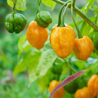 Habanero Mustard Pepper Vegetable Seeds