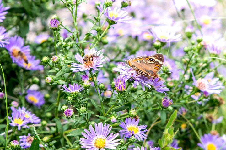 Elliott's Aster Flower Seeds – Heirloom, Non-GMO Flower Seeds for Planting