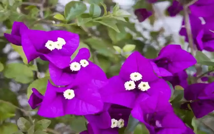 Bougainvillea Flower Seeds for Planting, 100 pcs