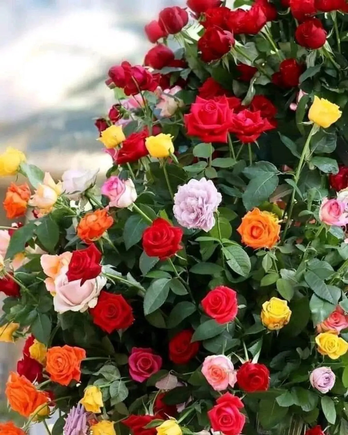 Garden roses with vibrant blooms in a landscaped flower bed

