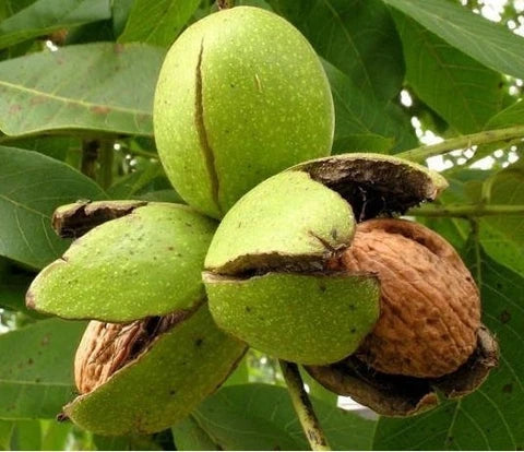 Walnut tree growing in a spacious garden landscape

