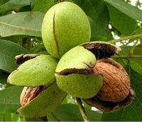 Walnut tree growing in a spacious garden landscape

