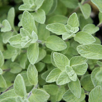 Perennial Origanum Syriacum herb suitable for raised beds and outdoor planting