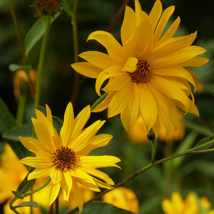 Yellow Maximilian Sunflower Seeds for Planting – Perennial, Drought-Tolerant, Pollinator-Friendly